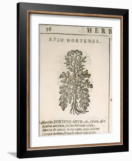 Garden Parsley (Petroselinum Crispum), 1585-null-Framed Giclee Print