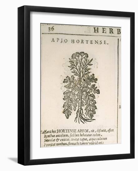 Garden Parsley (Petroselinum Crispum), 1585-null-Framed Giclee Print