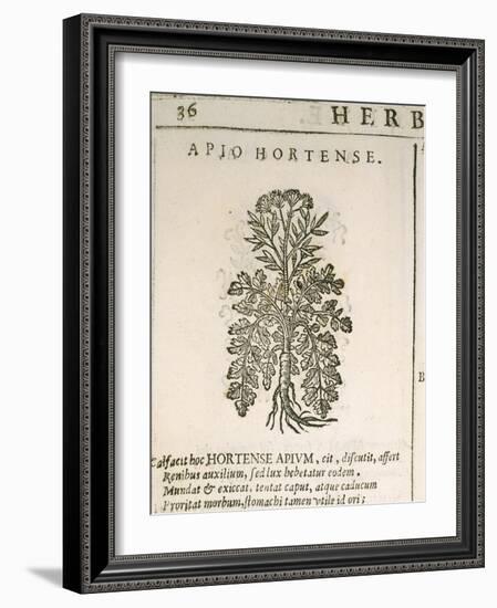 Garden Parsley (Petroselinum Crispum), 1585-null-Framed Giclee Print