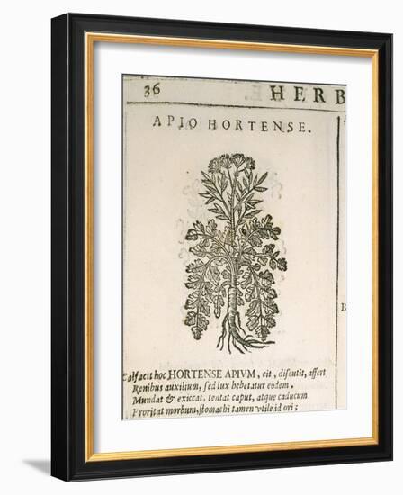 Garden Parsley (Petroselinum Crispum), 1585-null-Framed Giclee Print