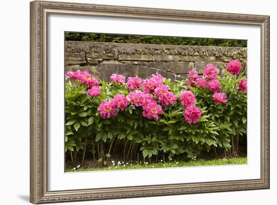 Garden Peonies II-Karyn Millet-Framed Photographic Print