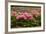 Garden Peonies II-Karyn Millet-Framed Photographic Print