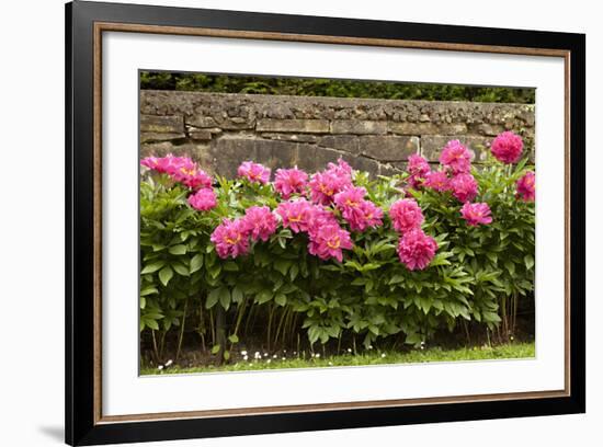 Garden Peonies II-Karyn Millet-Framed Photographic Print