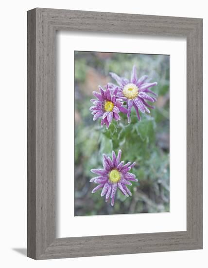 Garden, Plant, Hoarfrost, Flower-Nora Frei-Framed Photographic Print