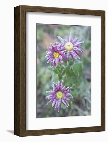 Garden, Plant, Hoarfrost, Flower-Nora Frei-Framed Photographic Print