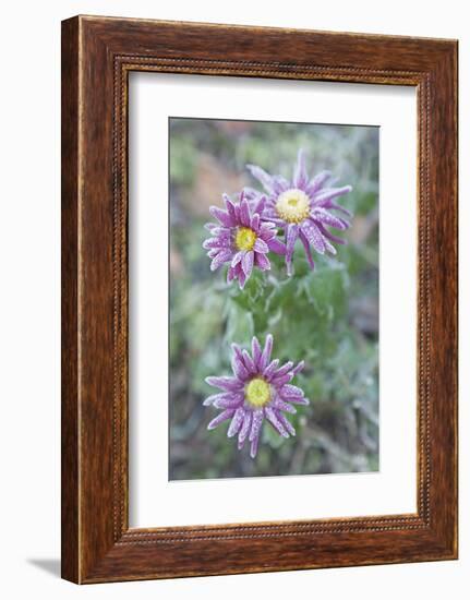 Garden, Plant, Hoarfrost, Flower-Nora Frei-Framed Photographic Print