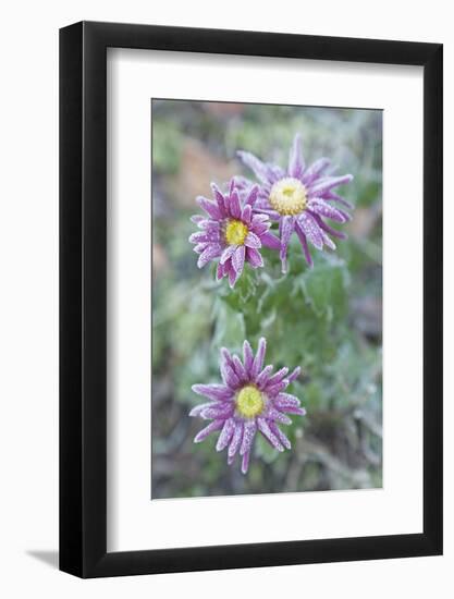 Garden, Plant, Hoarfrost, Flower-Nora Frei-Framed Photographic Print