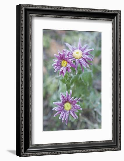 Garden, Plant, Hoarfrost, Flower-Nora Frei-Framed Photographic Print