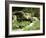 Garden Pond with Waterfall-null-Framed Photographic Print