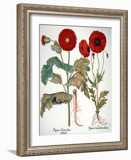 Garden Poppy-Besler Basilius-Framed Giclee Print