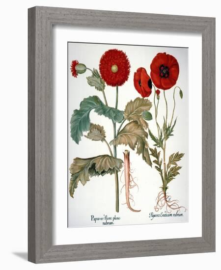 Garden Poppy-Besler Basilius-Framed Giclee Print