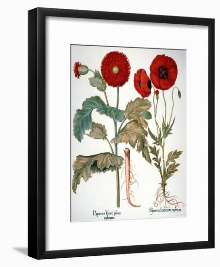 Garden Poppy-Besler Basilius-Framed Giclee Print