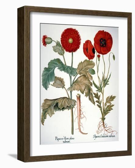 Garden Poppy-Besler Basilius-Framed Giclee Print