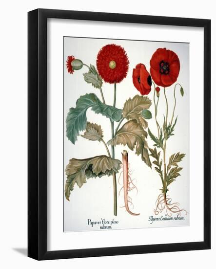 Garden Poppy-Besler Basilius-Framed Giclee Print