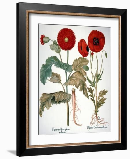 Garden Poppy-Besler Basilius-Framed Giclee Print
