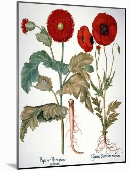 Garden Poppy-Besler Basilius-Mounted Giclee Print