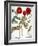 Garden Poppy-Besler Basilius-Framed Giclee Print