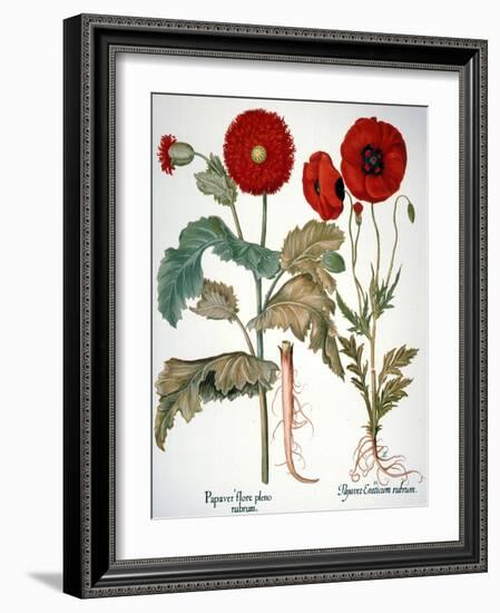 Garden Poppy-Besler Basilius-Framed Giclee Print