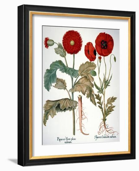 Garden Poppy-Besler Basilius-Framed Giclee Print