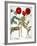 Garden Poppy-Besler Basilius-Framed Giclee Print