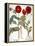 Garden Poppy-Besler Basilius-Framed Premier Image Canvas