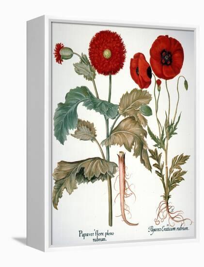 Garden Poppy-Besler Basilius-Framed Premier Image Canvas