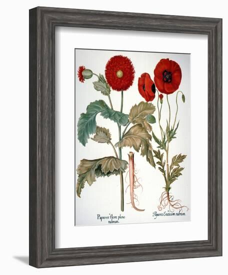 Garden Poppy-Besler Basilius-Framed Giclee Print