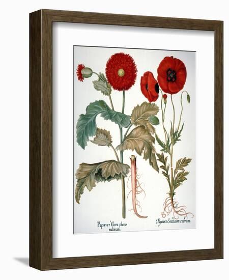 Garden Poppy-Besler Basilius-Framed Giclee Print