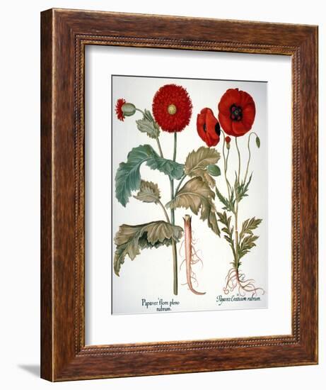 Garden Poppy-Besler Basilius-Framed Giclee Print