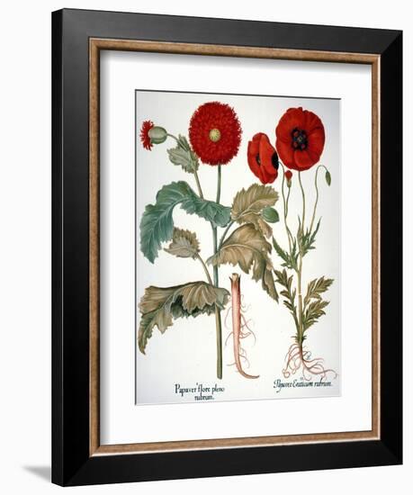 Garden Poppy-Besler Basilius-Framed Giclee Print