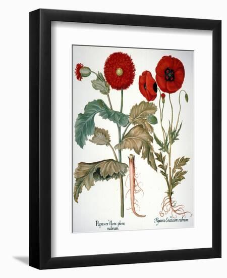 Garden Poppy-Besler Basilius-Framed Giclee Print