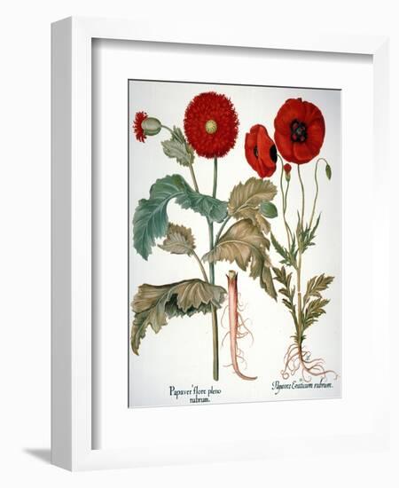 Garden Poppy-Besler Basilius-Framed Giclee Print