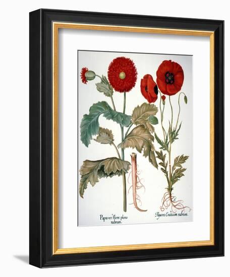 Garden Poppy-Besler Basilius-Framed Giclee Print