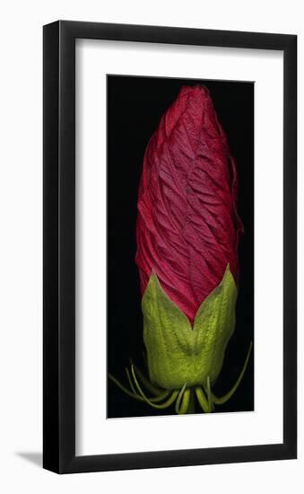 Garden, red Hibiscus-null-Framed Art Print