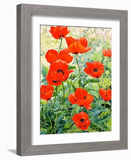 Garden Red Poppies-Christopher Ryland-Framed Giclee Print