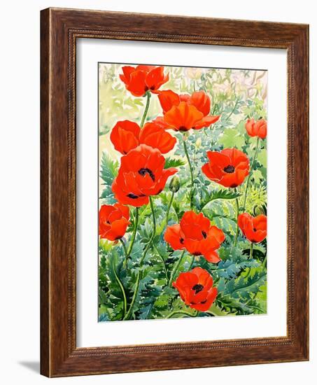 Garden Red Poppies-Christopher Ryland-Framed Giclee Print