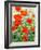 Garden Red Poppies-Christopher Ryland-Framed Giclee Print