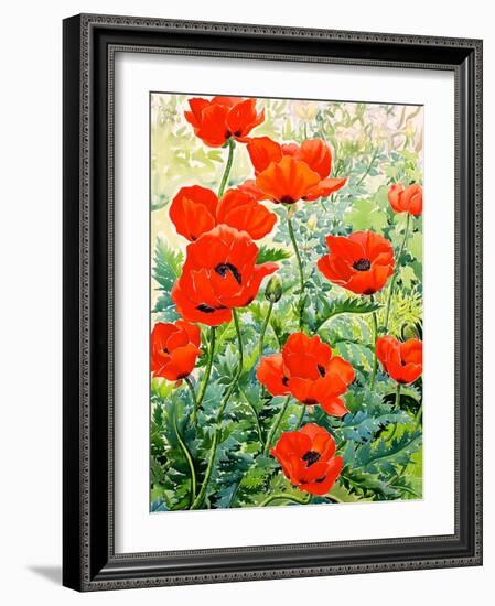 Garden Red Poppies-Christopher Ryland-Framed Giclee Print