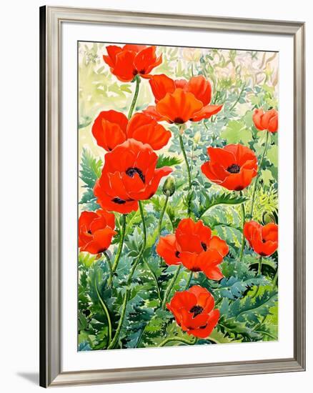 Garden Red Poppies-Christopher Ryland-Framed Giclee Print