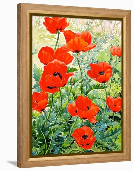 Garden Red Poppies-Christopher Ryland-Framed Premier Image Canvas