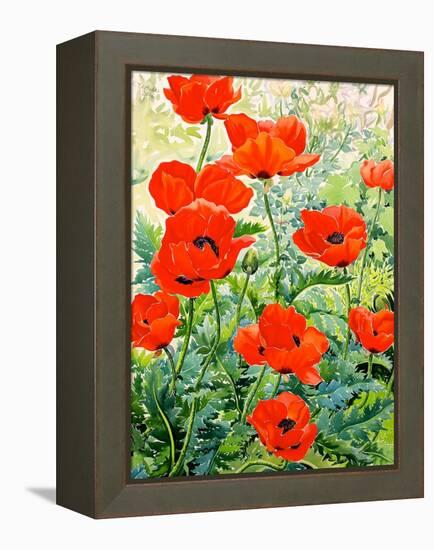 Garden Red Poppies-Christopher Ryland-Framed Premier Image Canvas