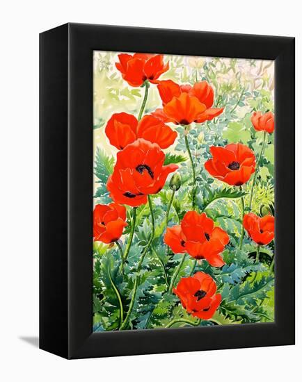 Garden Red Poppies-Christopher Ryland-Framed Premier Image Canvas