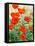 Garden Red Poppies-Christopher Ryland-Framed Premier Image Canvas