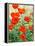 Garden Red Poppies-Christopher Ryland-Framed Premier Image Canvas