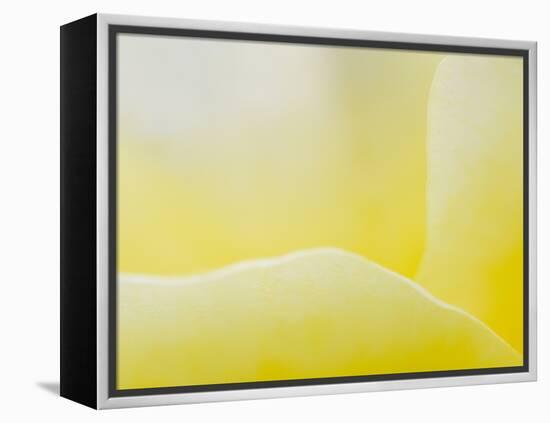 Garden Rose, California, Usa-Paul Colangelo-Framed Premier Image Canvas