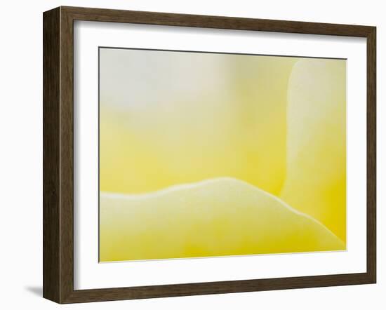 Garden Rose, California, Usa-Paul Colangelo-Framed Photographic Print