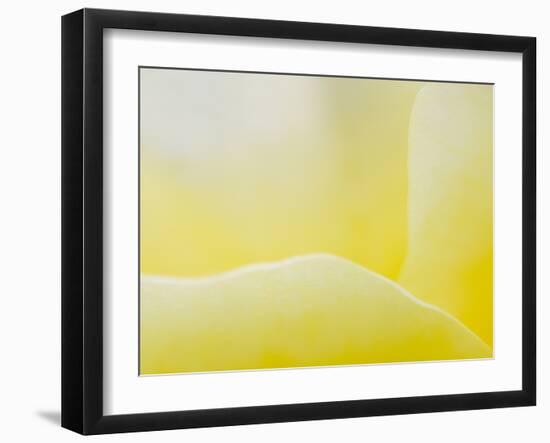 Garden Rose, California, Usa-Paul Colangelo-Framed Photographic Print