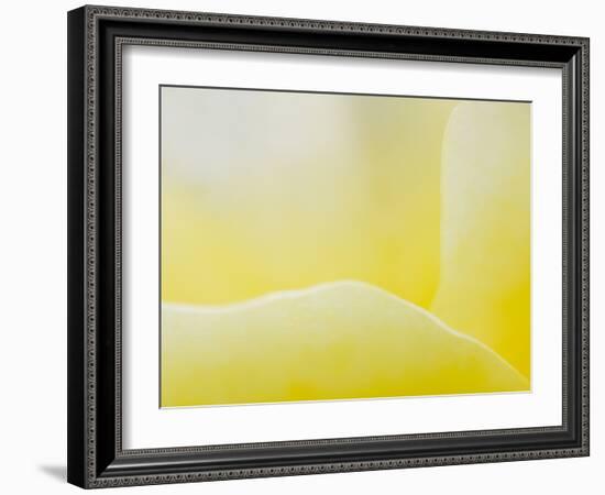 Garden Rose, California, Usa-Paul Colangelo-Framed Photographic Print