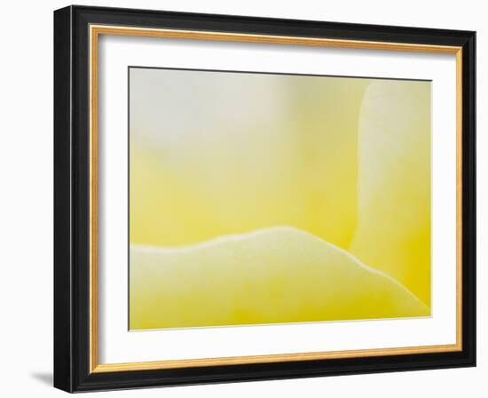 Garden Rose, California, Usa-Paul Colangelo-Framed Photographic Print