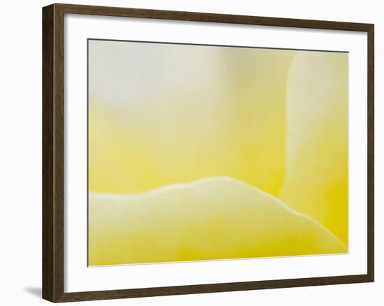 Garden Rose, California, Usa-Paul Colangelo-Framed Photographic Print